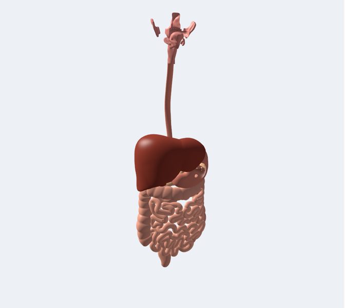 Digestivo en 3D