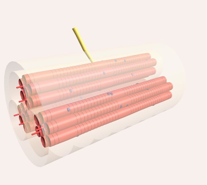 Músculo (histología) en 3D